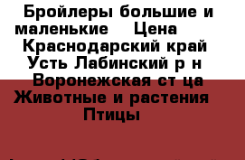 Бройлеры большие и маленькие. › Цена ­ 80 - Краснодарский край, Усть-Лабинский р-н, Воронежская ст-ца Животные и растения » Птицы   